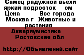 Самец радужной вьехи яркий подросток 15 см › Цена ­ 350 - Все города, Москва г. Животные и растения » Аквариумистика   . Ростовская обл.